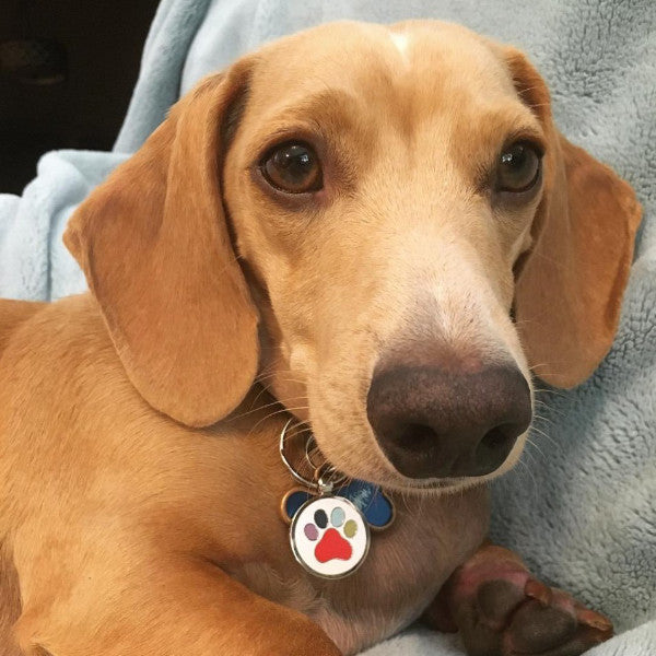 THE PUPTIVIST ENAMEL DOG TAG